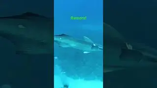 Remora. #remora #scuba #shorts #scuba #dive #diving