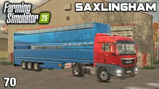 I WAS AMAZED HOW MANY PIGS THIS NEW TRAILER CAN CARRY Saxlingham FS25 Ep 70