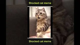 Shocked cat meme 🙂 || #cat #catsshort #pets #funcat #funny