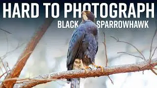 Tracking the Elusive Black Sparrowhawk