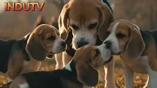 BeagleDad | A Father&rsquo;s Love Without Words | Beagle Dad Short Film