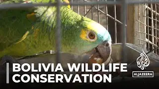 Bolivian amazon: Conservators fight to save vulnerable animals