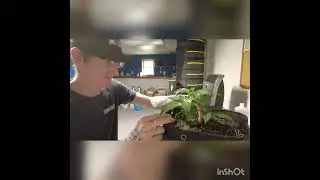 How To Low Stress Train (LST) Your Cannabis Plants.