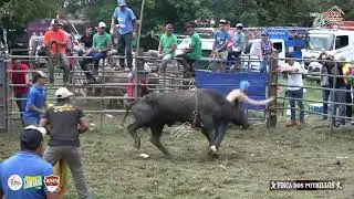 Monta de Toros en Canto del Llano Santiago 29 de mayo de 2023
