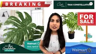 FINALLY COSTA FARMS THAI CONSTELLATION MONSTERA BREAKING NEWS/ FOR SALE AT WALMART!!! ALERT!!!