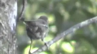 Monterita litorale&ntilde;a (Poospiza cabanisi) 2003