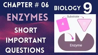 Enzymes | Chapter no 6 Class 9 Biology Important Short Questions 2023 | Active Sites and Substrate