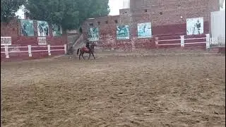 Learn Horse riding/Tent pegging. CallAli Nayar Bhurwana 0345 7612279