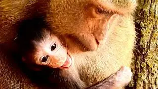 EXTREMELY CRY LOUD !! Newborn Baron hurt cord very much Cuz mom hug so hard.