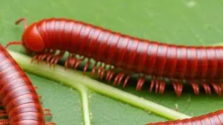Naturea's Tiny Architects: Witnessing Harmony in a Millipede colony