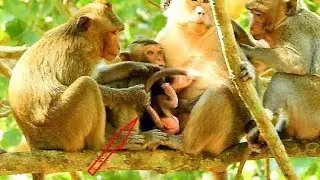 Poor Tiny Baby Monkey Jilla Cry angry Kari Disturb Drag Tail while Drink Milk, Jilla so hungry.