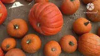 different types of pumpkins/pumpkin varieties