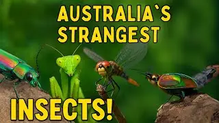 The Amazing World of Australian Insects 4k🐞 | Nature&rsquo;s Tiny Marvels