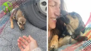 Abandoned Dog MELTS In Woman&rsquo;s Arms After She Rescues Him From The Roadside