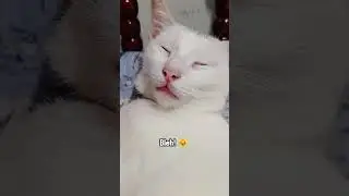 Bliiih 😛 #cat #cats #shorts