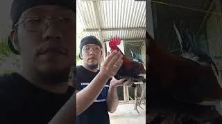 Лечение язвы или сампаги! На заднем дворе!