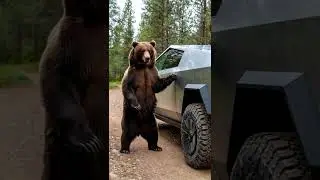 Is this BEAR real or AI?! #cybertruck #animals #wildlife #bear