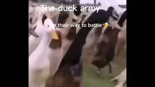 The duck army on their way to battle #army #duck #battle ￼￼￼
