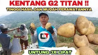 KENTANG G2 TITAN ‼️ UNTUNG 3 KALI LIPAT TINGGI HASIL DAN MUDAH PERAWATANYA