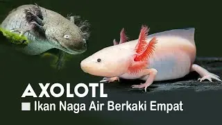 Josss....Budidaya Ikan Hias AXOLOTL Hasilkan Cuan Ratusan Juta