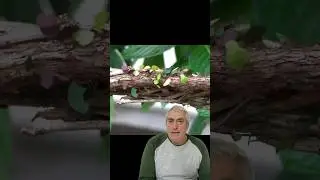 🐜 Las Hormigas Cortadoras de Hojas: Cultivadoras de Hongos en la Naturaleza 🍄