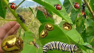Beautiful lady bugs golden insects‼️ catch jump spider,baby mantises,katydids, beetles, Caterpillar