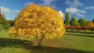 True Colours - Autum in Tenterfield