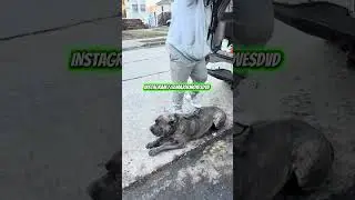 Big show with a huge corso dog that he&rsquo;s training #viral #fypシ #longisland #newyork #dogs #animals 