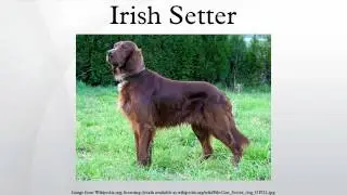Irish Setter
