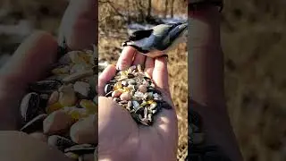 V&ouml;gel f&uuml;ttern nicht vergessen. Siehe Beschreibung warum. #natur #winter #futter