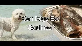 Can Dogs Eat Sardines?