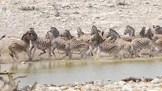 Zebra and the Dying Rhino - Curious Wildlife Behavior