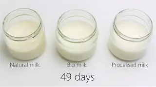 Timelapse | How Different Types of Milk Spoil at Room Temperature | Raw vs. Pasteurized vs. UHT Milk