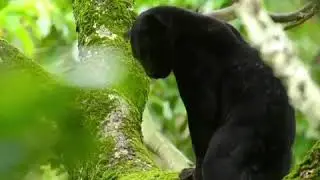 Black Panther Spotted in Kabini, Kerala...