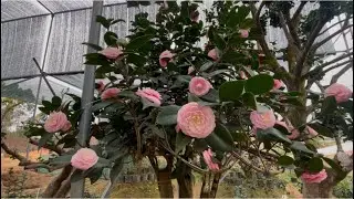 Tr&agrave; mi phấn cung đ&igrave;nh si&ecirc;u to khổng lồ Hồng cổ tr&agrave; bạch lh :0989253016