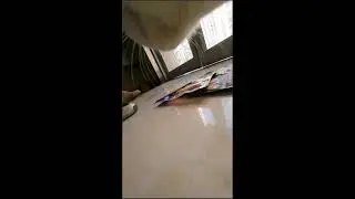 🔴Cat Adventures Live🔴 2026-02-02 15:27:14
