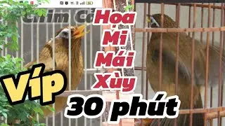 HỌA MI MÁI XÙY siêu phẩm 30 phút xùy dâm siêu kích trống