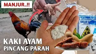 🔴 KENAPA NGGAK BUAT DARI DULU..‼️Begini Cara Mengatasi Kaki Ayam Bengkak dengan Mudah Dan Murah