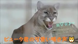 【ピューマ】ピュータ君の可愛い鳴き声💖　2022/11/4　とべ動物園