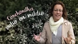 Plantas com folhas brancas: o&iacute;dio, m&iacute;ldio, cochonilha ou 
