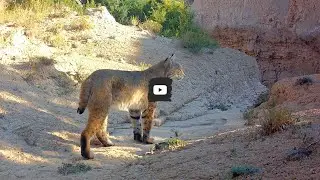 Что для одного животного экскременты, для другого &mdash; сокровище, забавно.