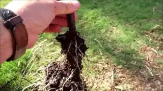 Propagating Grapes ~ Look At These Fantastic Results