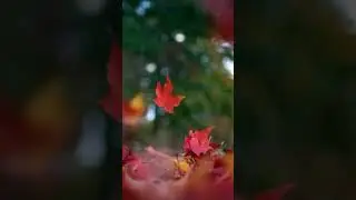 Falling autumn maple leaves