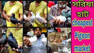 SARISHA  HAT PIGEON MARKET // সরিষা হাট কবুতর বাজার ..