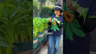 How many pots of water spinach that can be harvested like leeks can also be planted in a few pots Pl