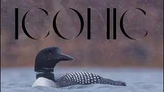 THE MAJESTIC AND ICONIC VOICE OF THE LOON DUCK THAT WILL LEAVE YOU SHOCKED!!!