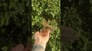 Slow motion Robin feeding from my hand.