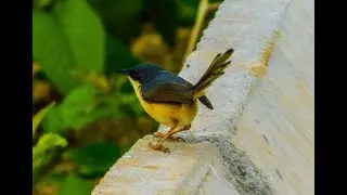 Ashy Prinia | Ashy Wren-warbler