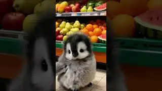 This is a happy little penguin#shorts #cute #adorable #pet #penguin #babyanimals #fluffy #cuteanimal