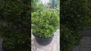 CHINESE PERFUME PLANT @lenlineofwvlog0601